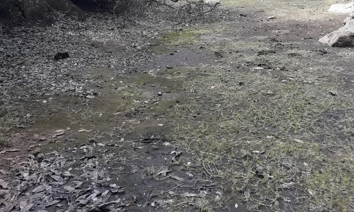 Slaty-legged Crake - ML93930611