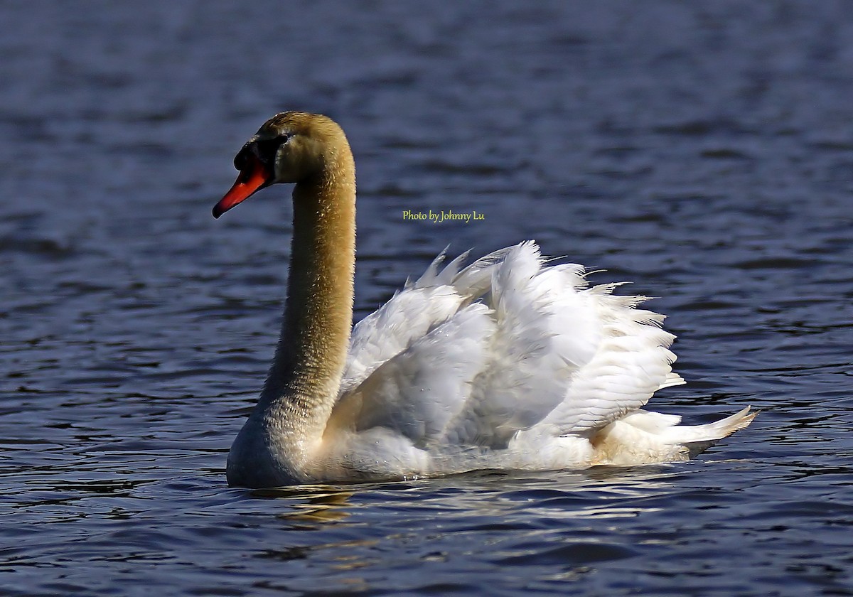 Mute Swan - ML93930771