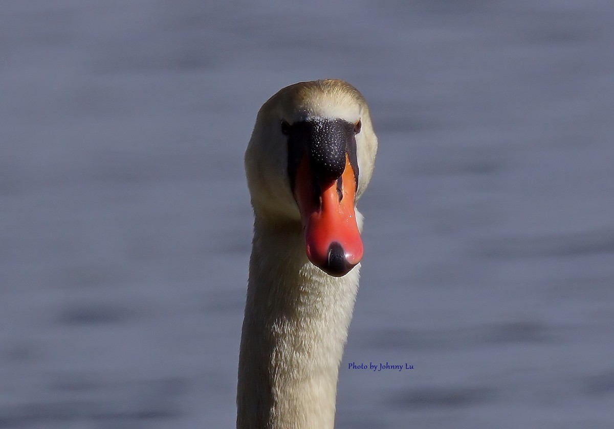 Mute Swan - ML93930781