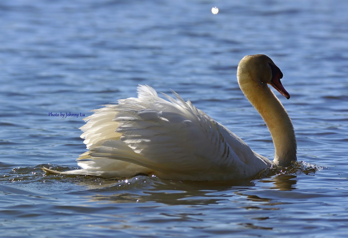 Mute Swan - ML93930831