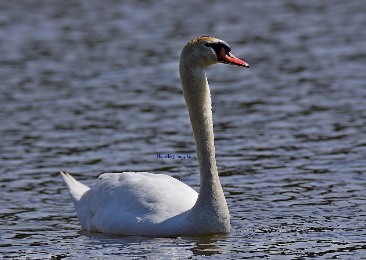 Mute Swan - ML93930961