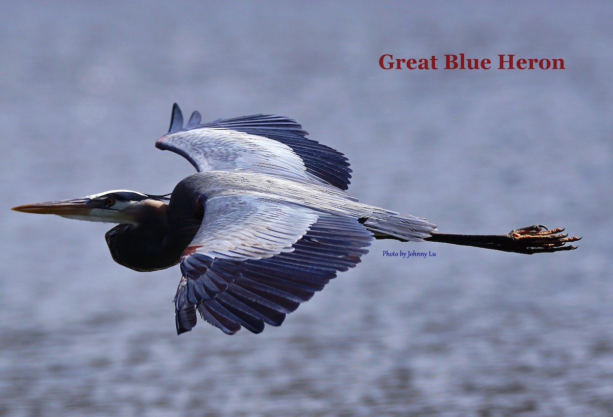Great Blue Heron - Johnny Lu