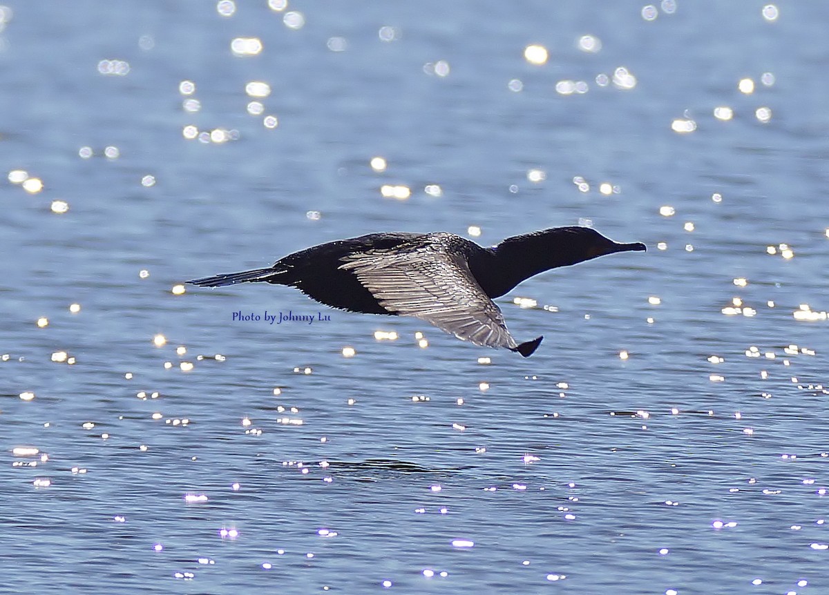 Double-crested Cormorant - ML93931061