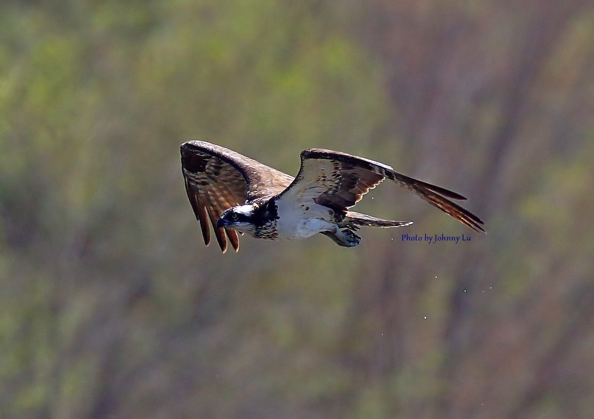 Osprey - Johnny Lu