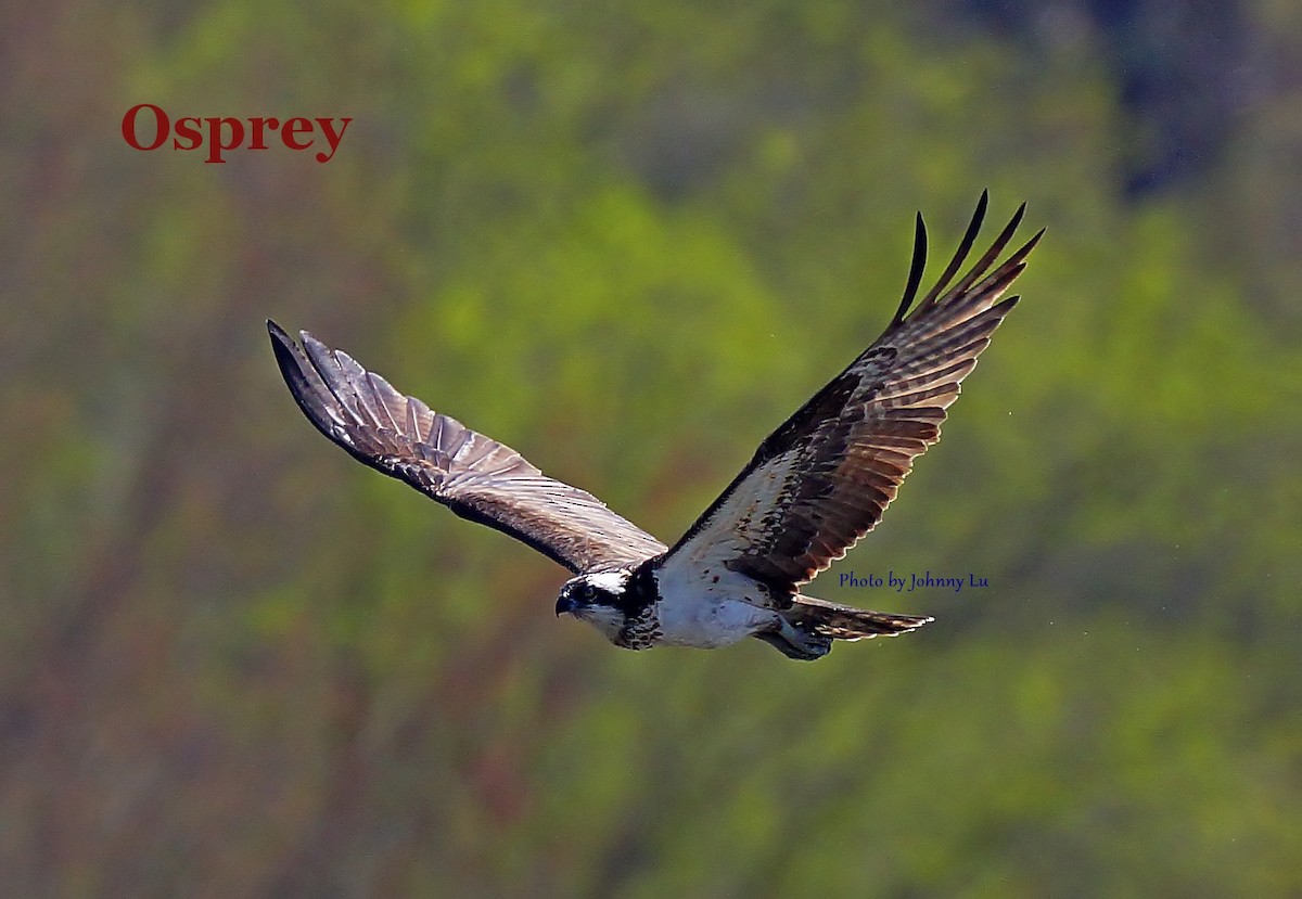 Osprey - ML93931211