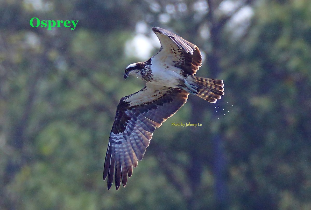 Osprey - ML93931241