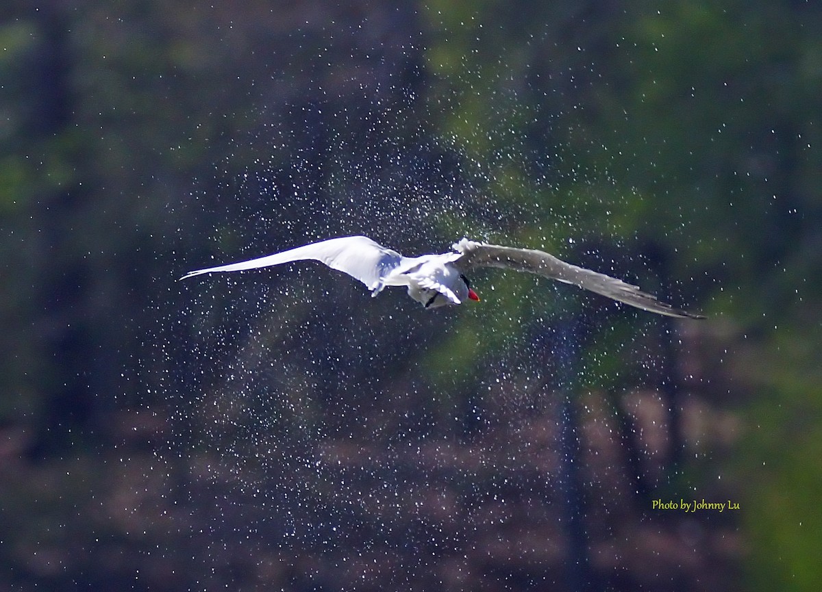 Caspian Tern - ML93931341