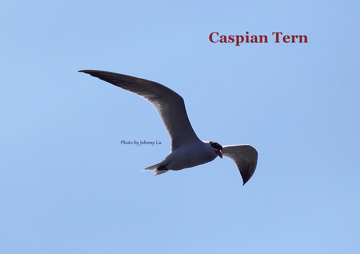 Caspian Tern - ML93931351