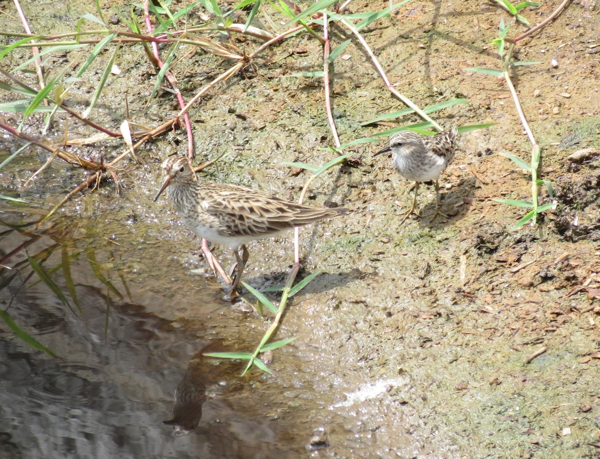 pygmésnipe - ML93931391