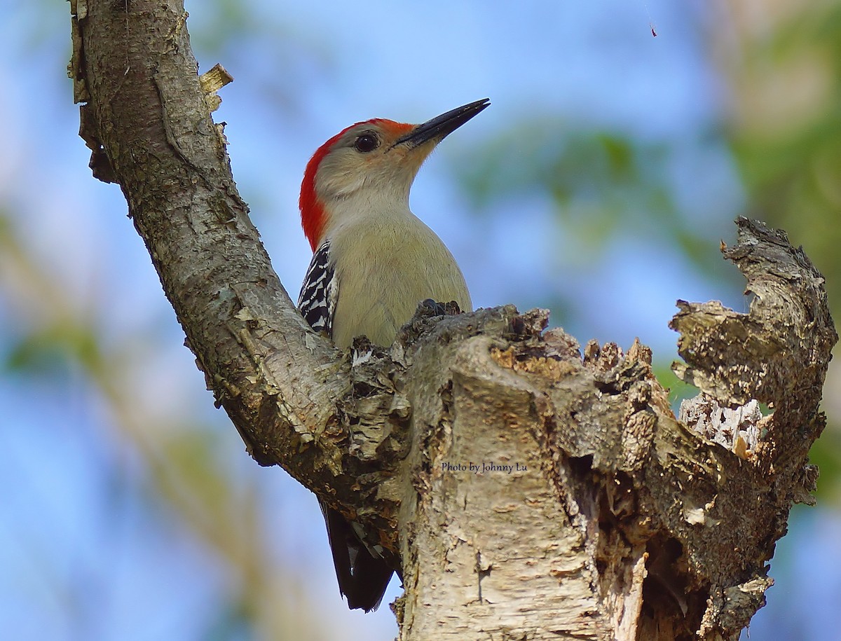 Red-bellied Woodpecker - ML93931571