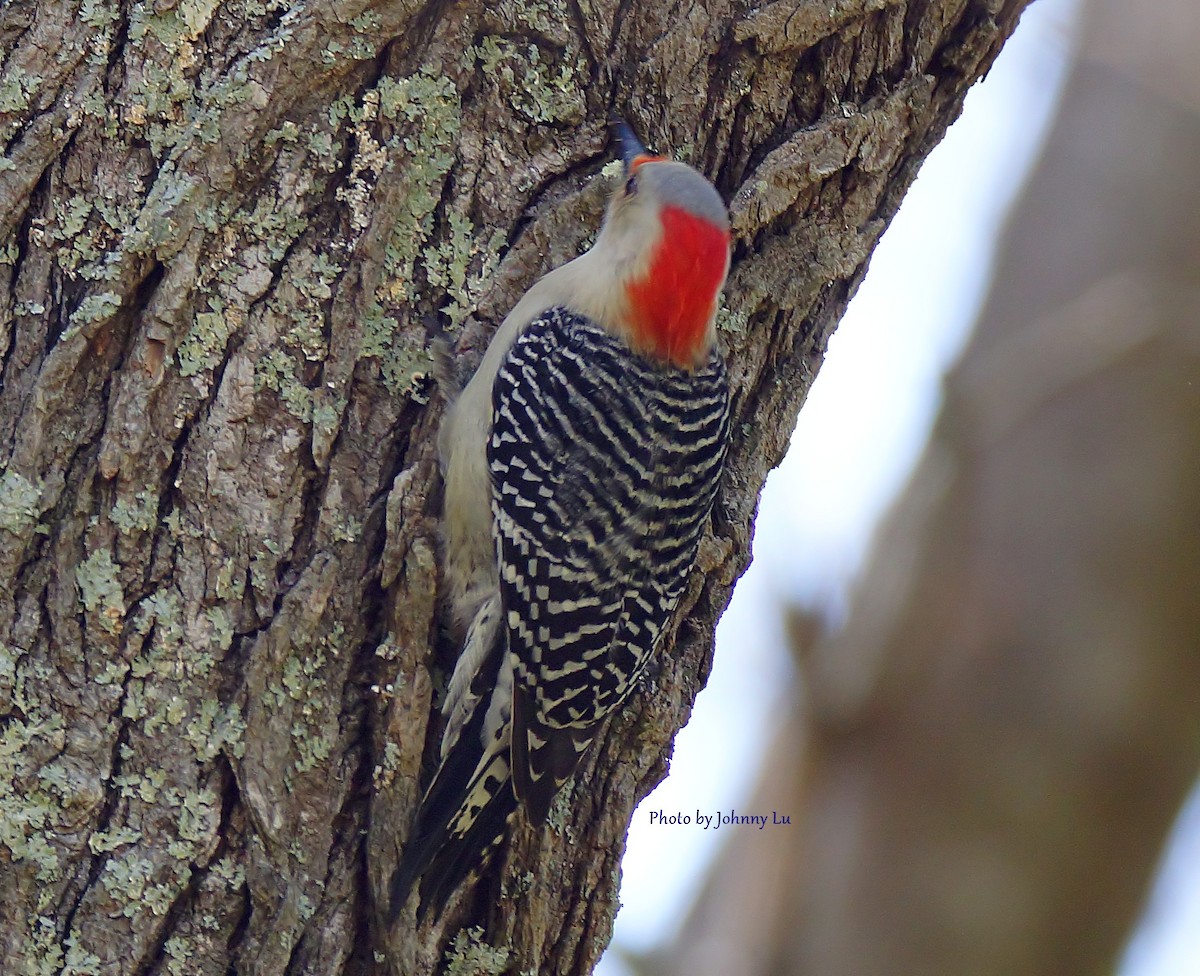 Red-bellied Woodpecker - ML93931591