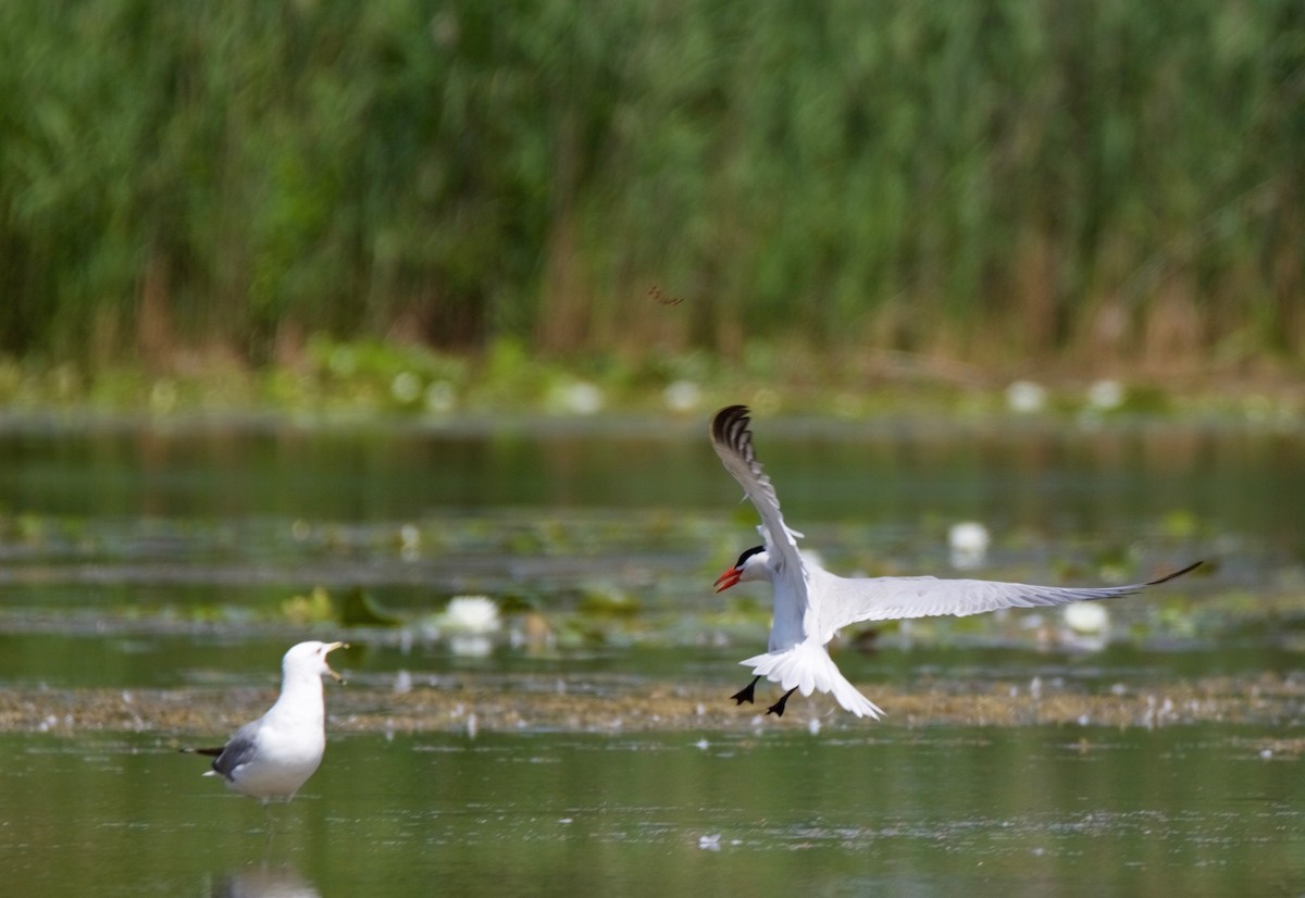 Caspian Tern - ML93932181