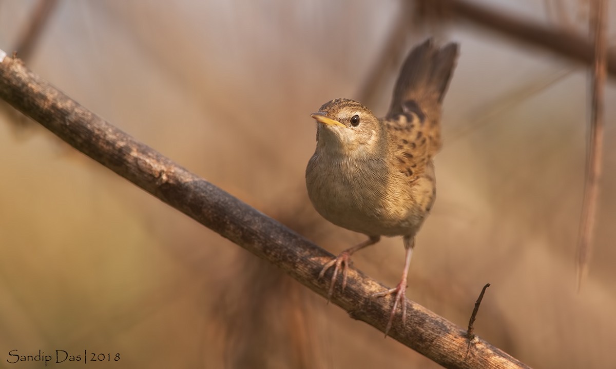 Common Grasshopper Warbler - ML93932391