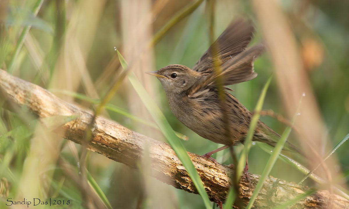 Common Grasshopper Warbler - Sandip Das