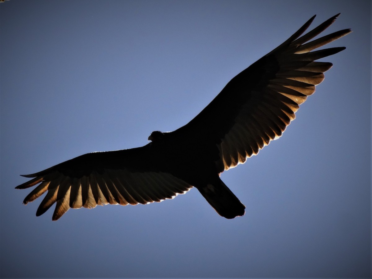 Turkey Vulture - ML93932631