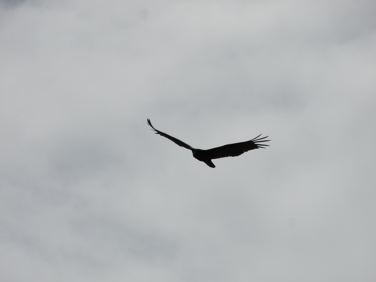 Turkey Vulture - ML93932861