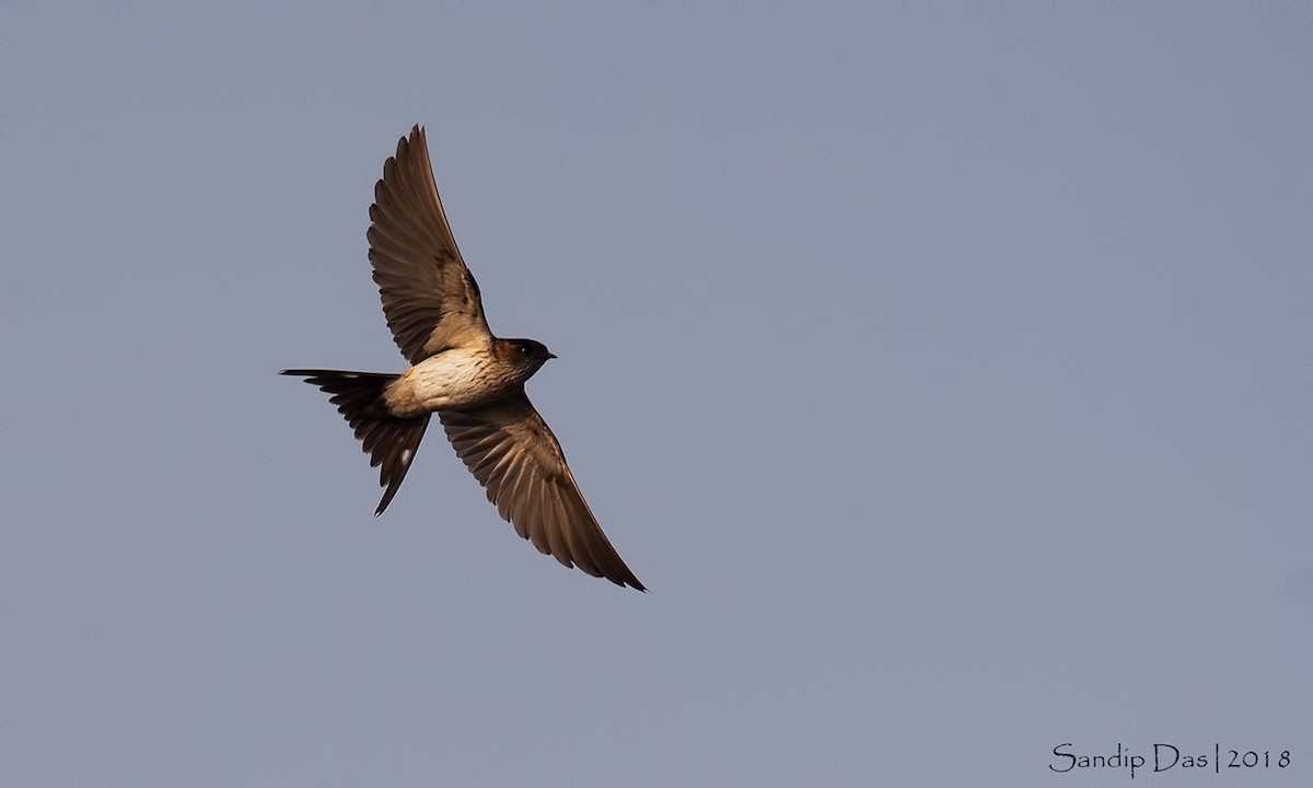 Streak-throated Swallow - ML93932971