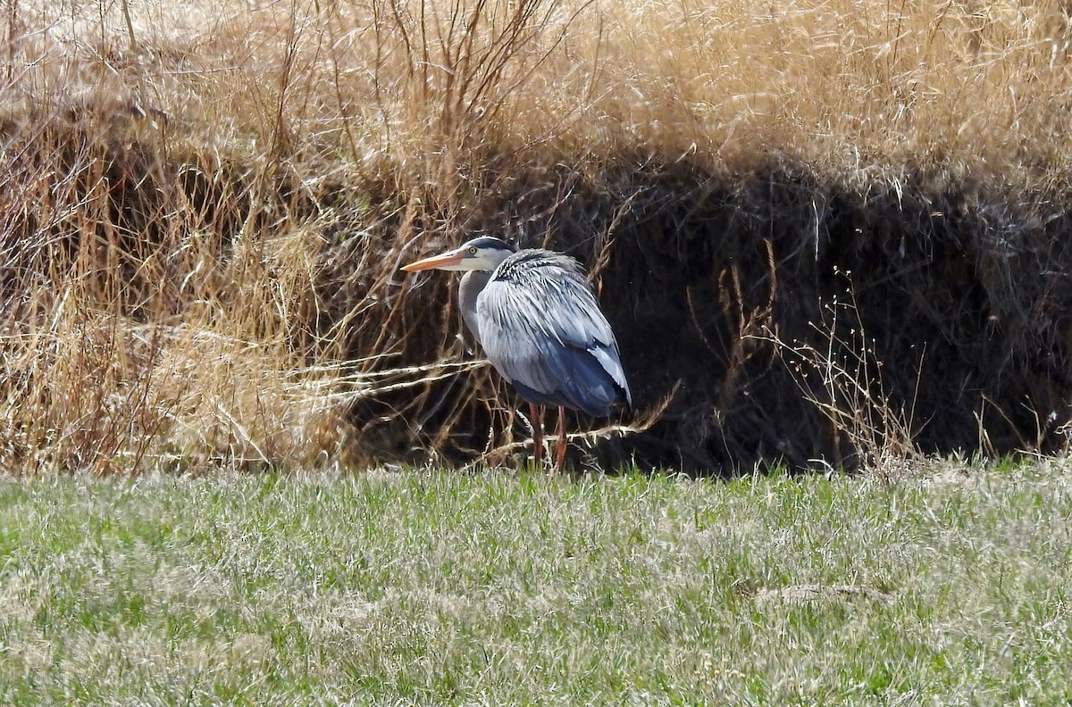 Great Blue Heron - ML93934221