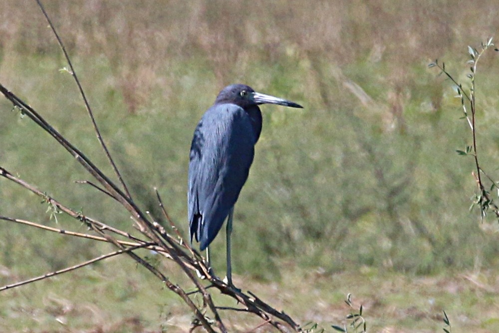 Garceta Azul - ML93935121