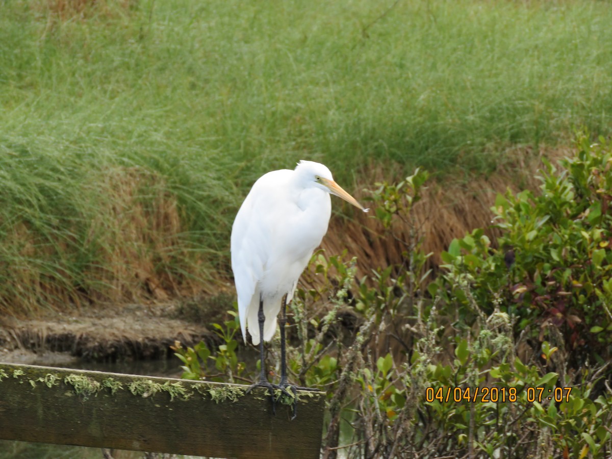 Great Egret - ML93935141