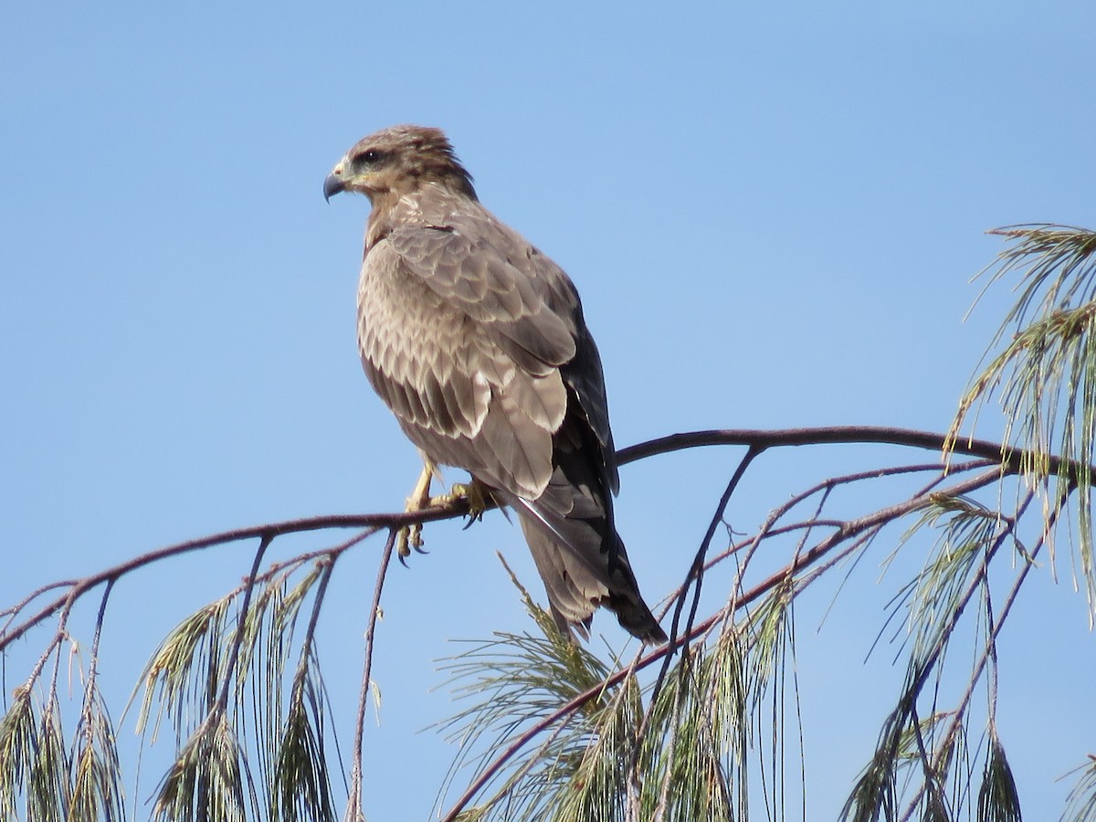 Black Kite - ML93935261