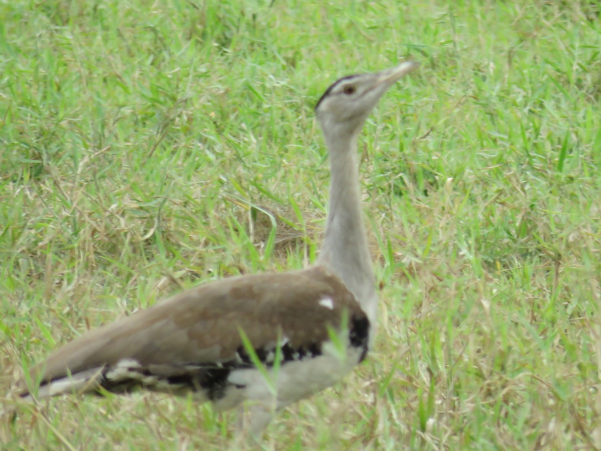 Australian Bustard - ML93935381