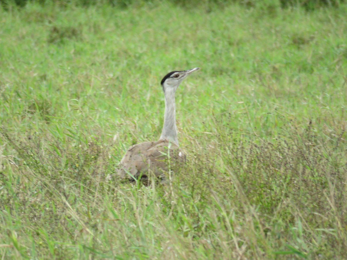 Australian Bustard - Blair Dudeck