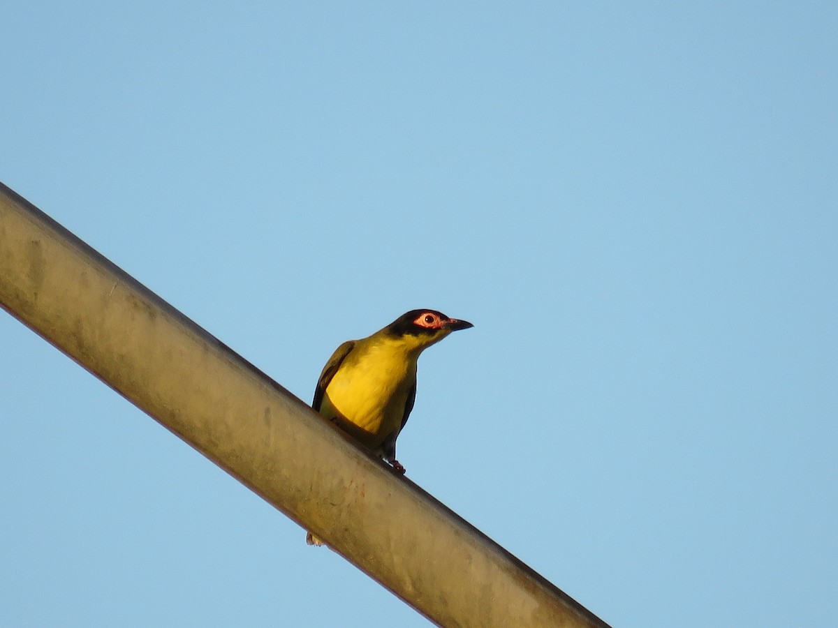 Australasian Figbird - Blair Dudeck