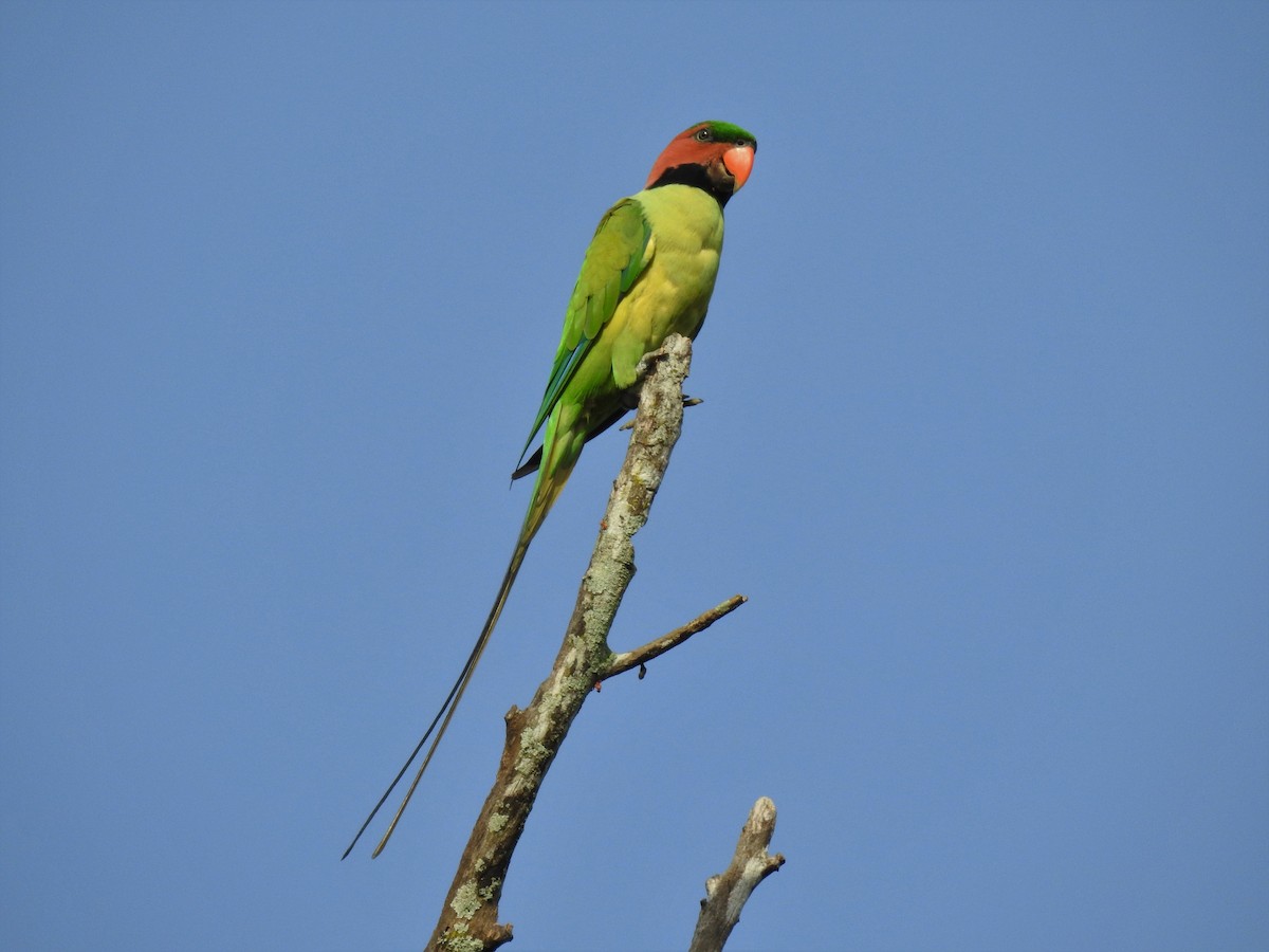 Long-tailed Parakeet - Andy Lee