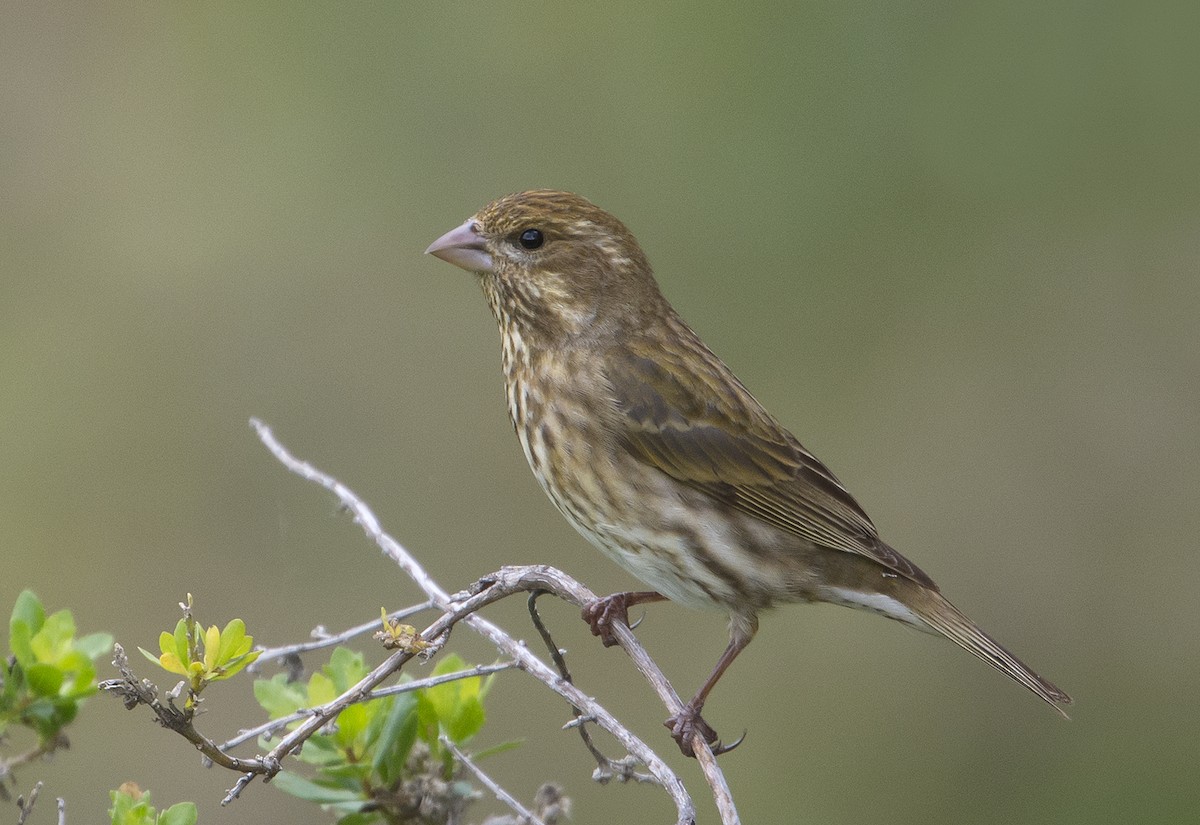 Purple Finch - ML93937291