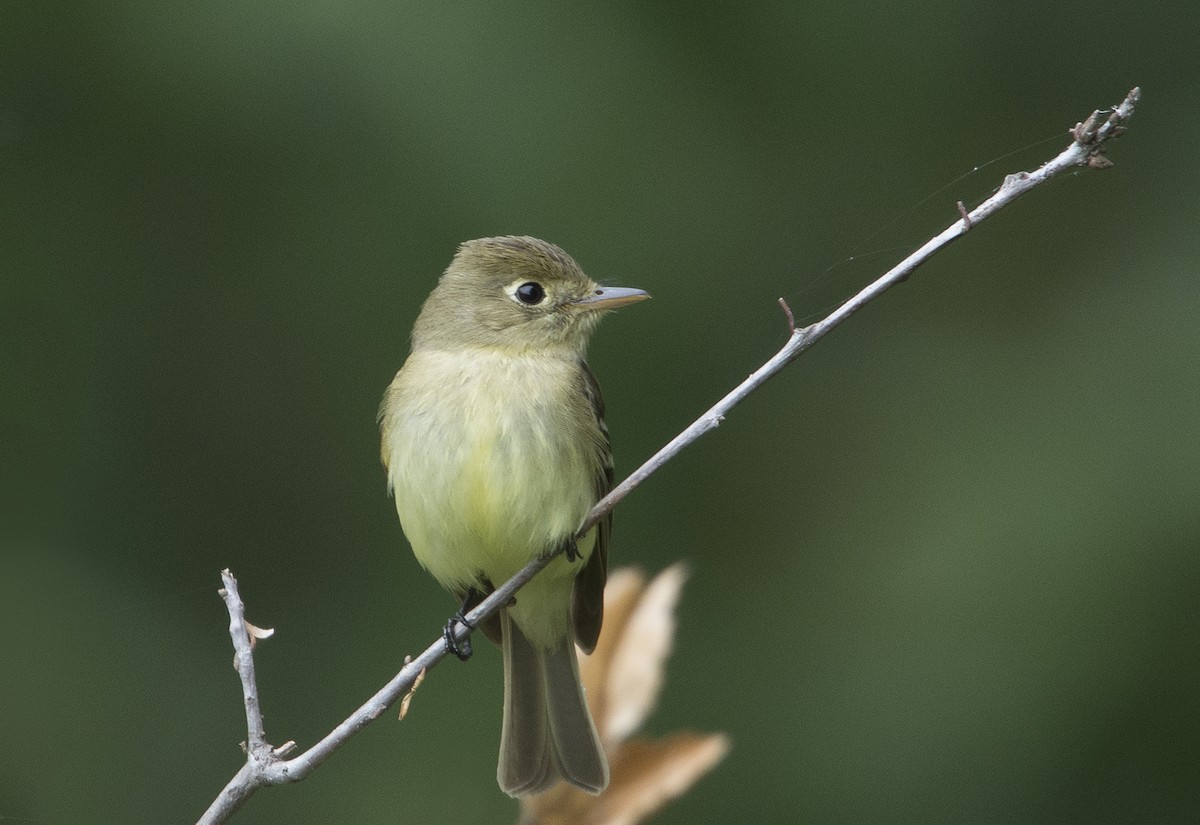 Western Flycatcher (Pacific-slope) - ML93937301