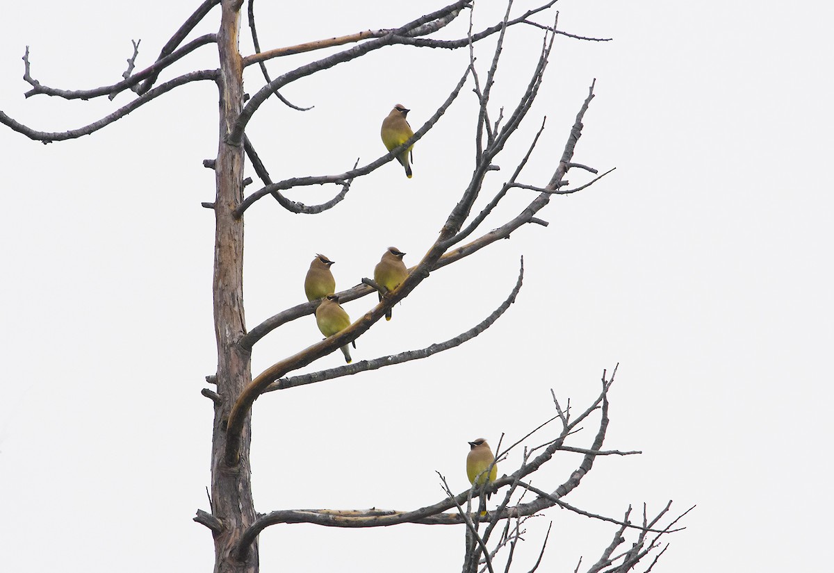 Cedar Waxwing - ML93937451