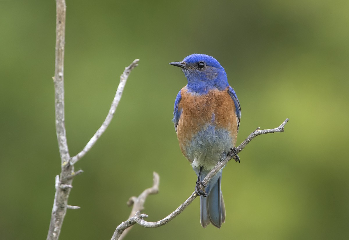 Western Bluebird - ML93937481