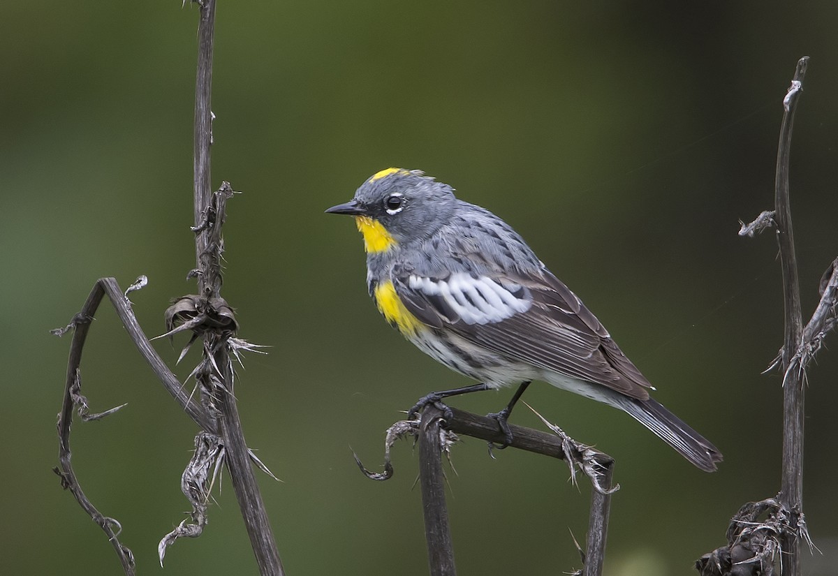 Yellow-rumped Warbler - ML93937501