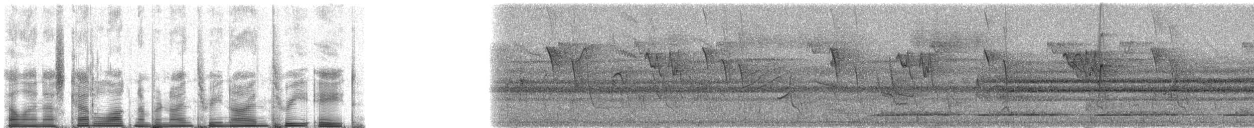 Square-tailed Sawwing - ML93938