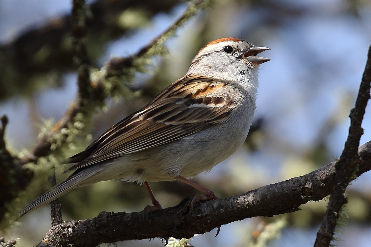 Chipping Sparrow - ML93938281
