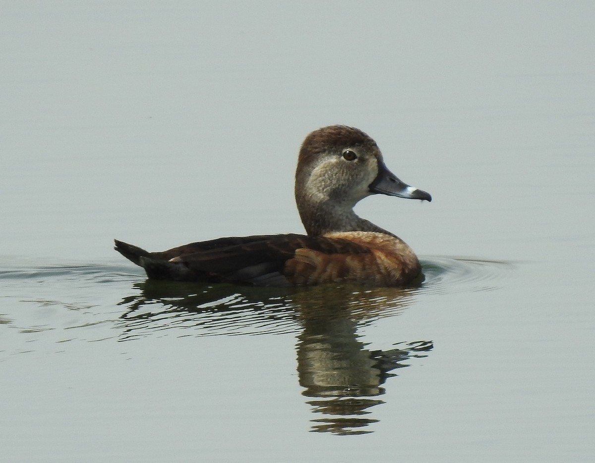 Ring-necked Duck - Glenn Pearson