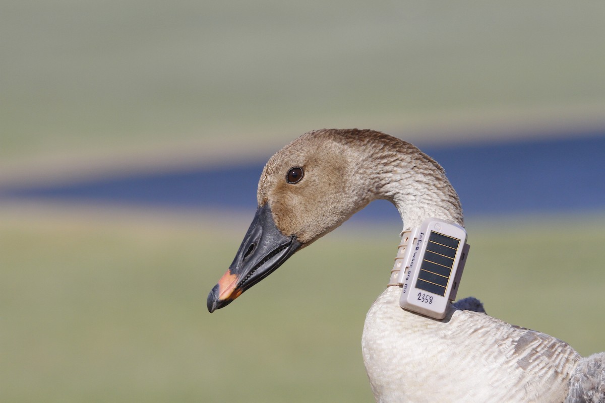 Taiga Bean-Goose - ML93940321