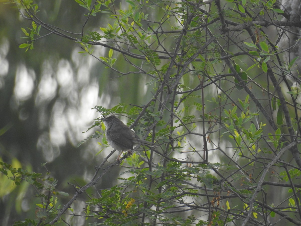 Jungle Prinia - ML93940441