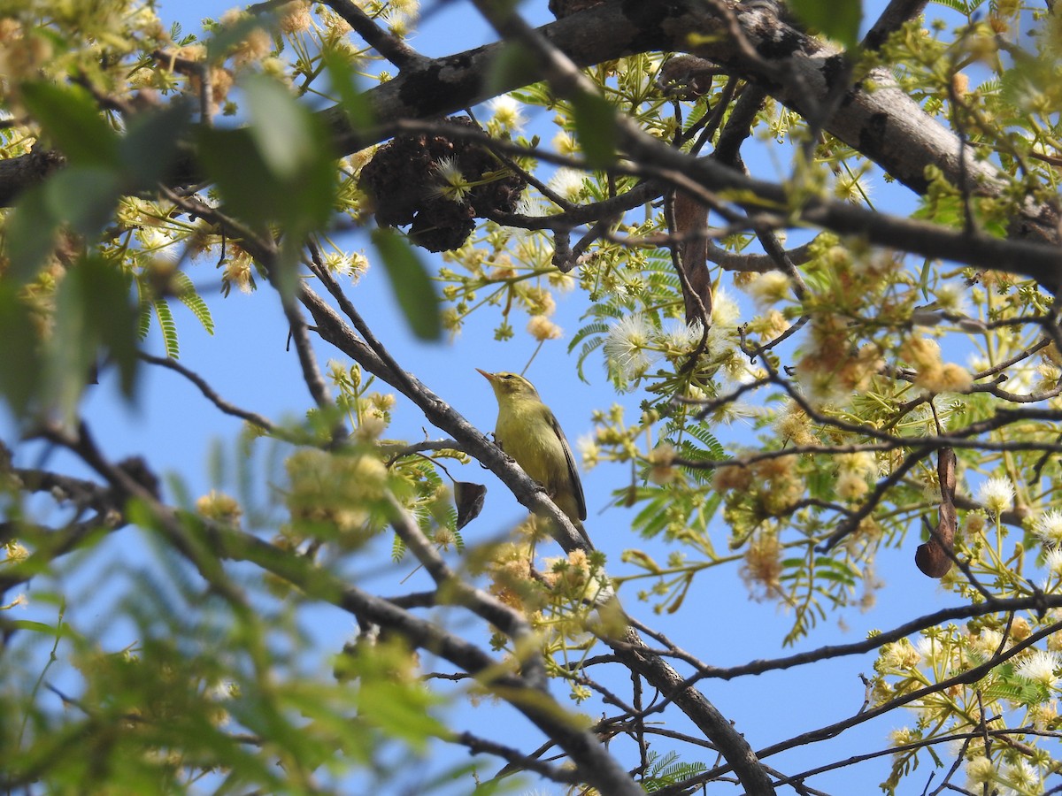 Tickell's Leaf Warbler (Tickell's) - Ashwin Viswanathan