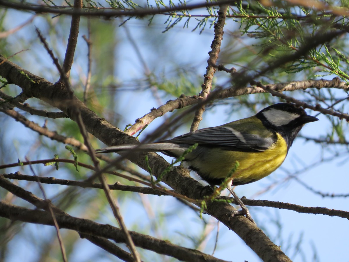 Great Tit - ML93940931