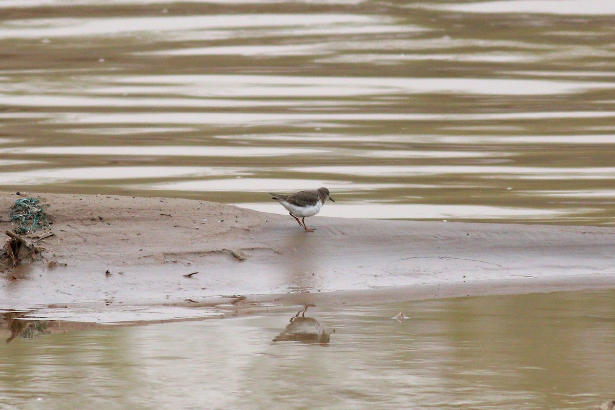 Temminck's Stint - ML93942331