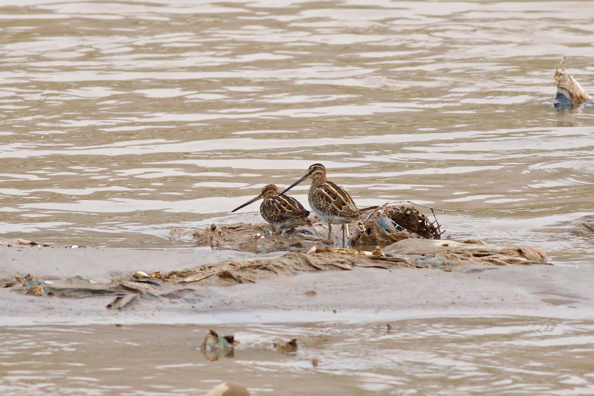 Common Snipe - ML93942351