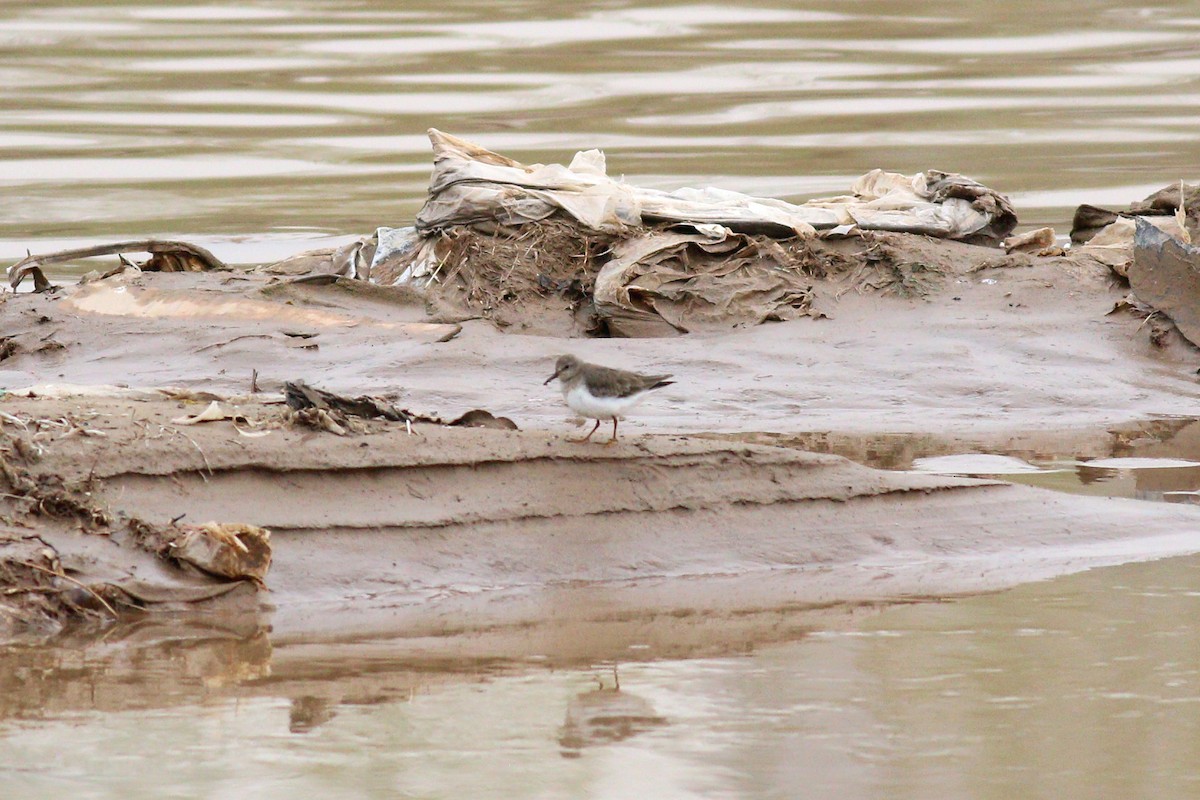 Temminck's Stint - ML93942381