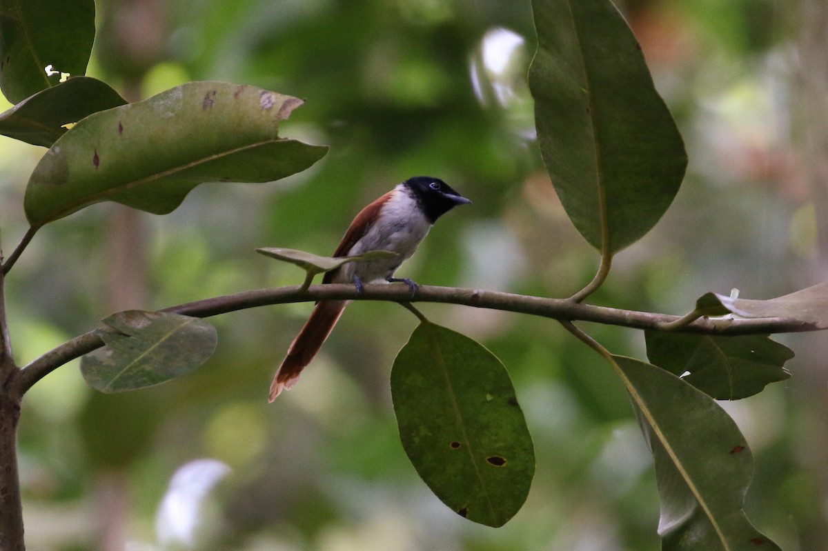 Seychelles Paradise-Flycatcher - Tommy Pedersen