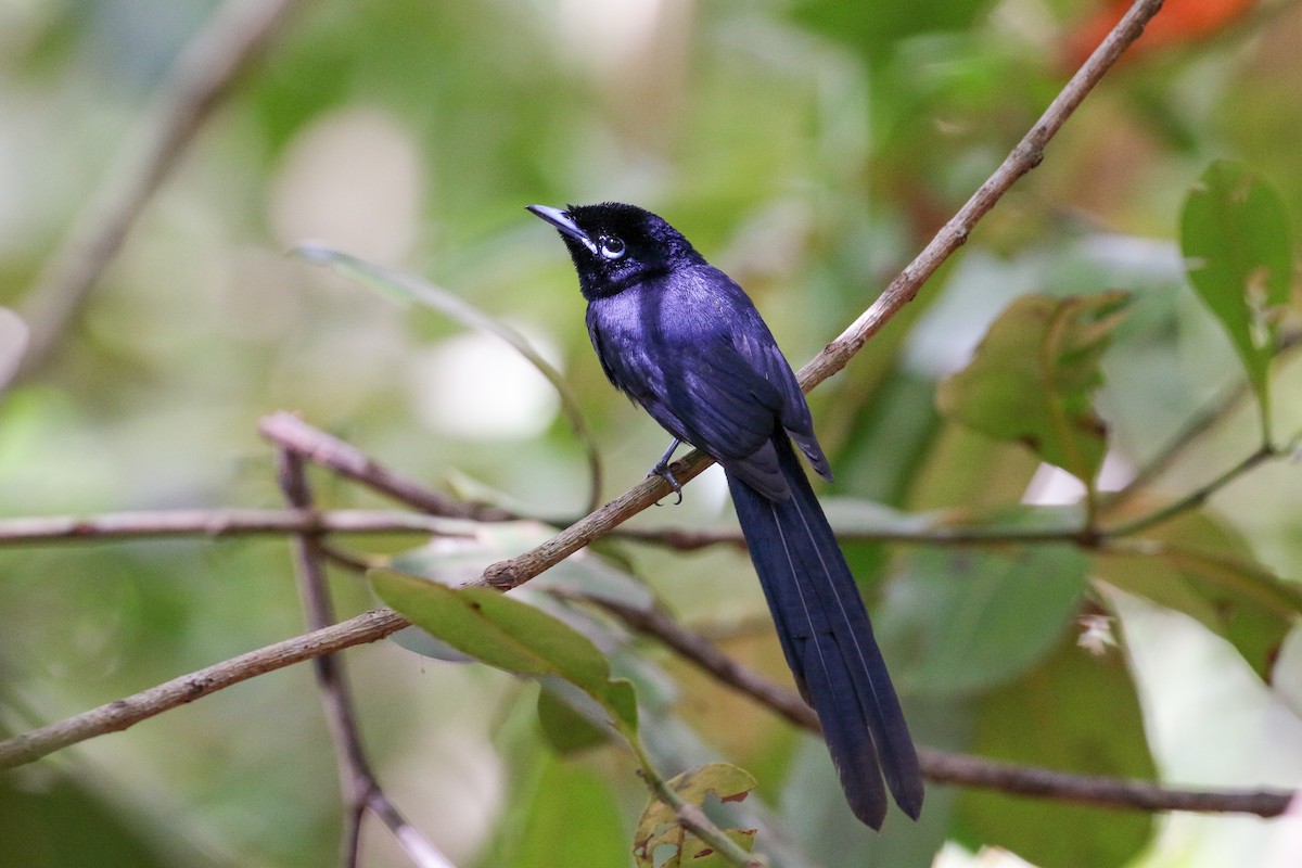 Seychelles Paradise-Flycatcher - Tommy Pedersen