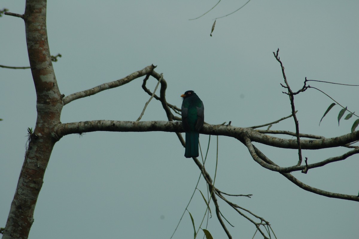 Ecuadorian Trogon - ML93943361