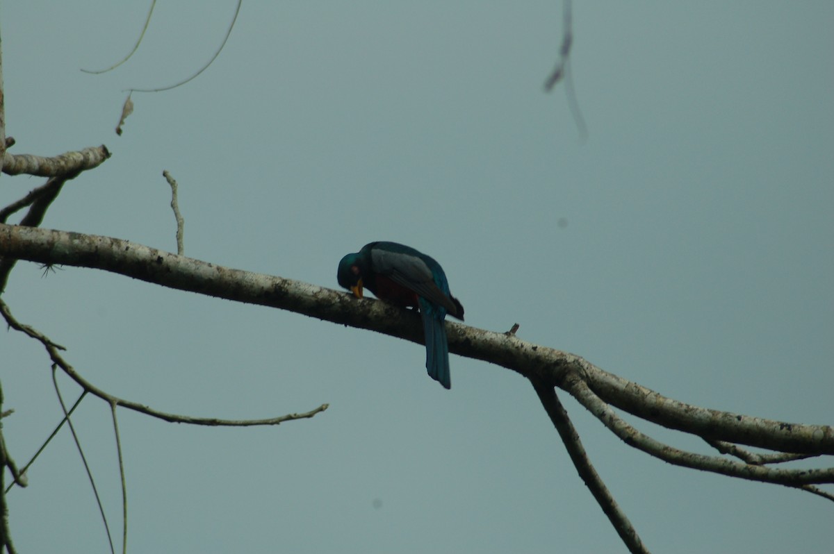 Trogon d'Équateur - ML93943371