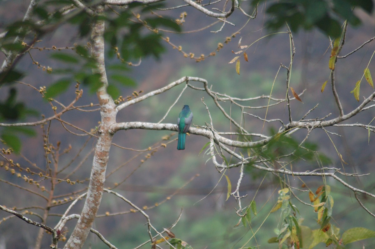 Ecuadorian Trogon - ML93943381