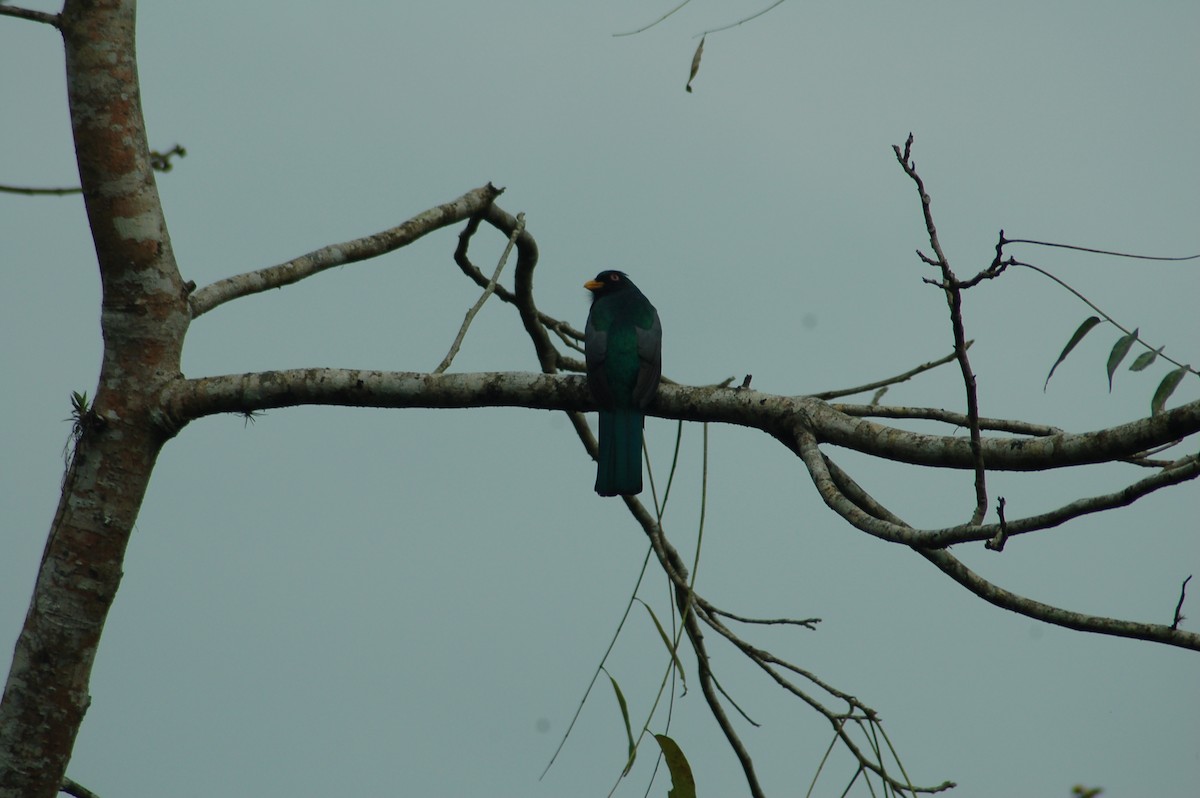 Trogon d'Équateur - ML93943391